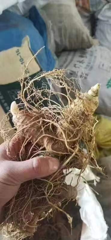 赤壁市黄精统货