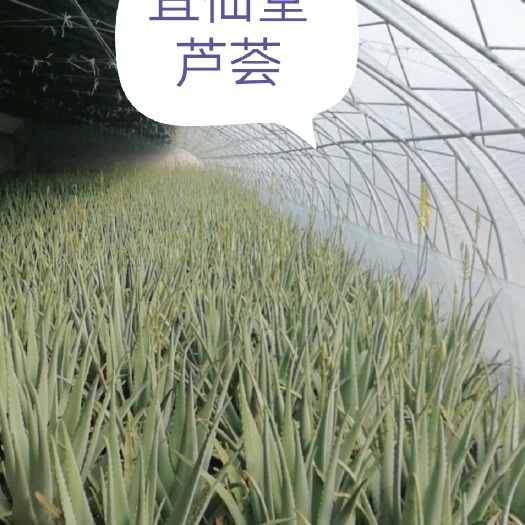 昌乐县库拉索芦荟