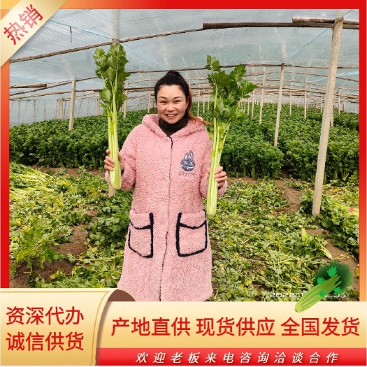 夏邑县夏邑大棚西芹上市中，助农助己，量大从优！