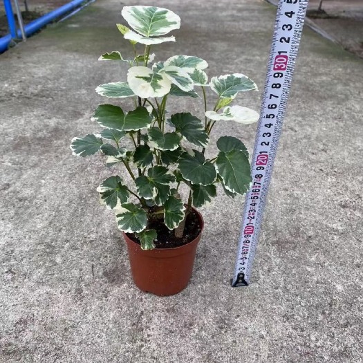 广州福禄桐盆栽 青叶 花叶福禄桐金钱兜盆栽森桩水陆鱼缸微景观植物