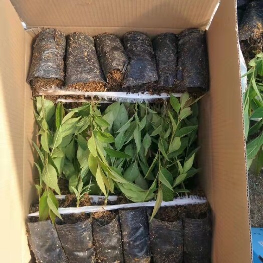 长沙红果冬青