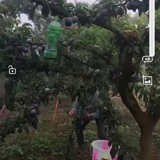 三台县果园转让