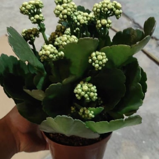 长沙长寿花盆栽 重瓣长寿花带花苞四季开花好养植物室内办公室花卉