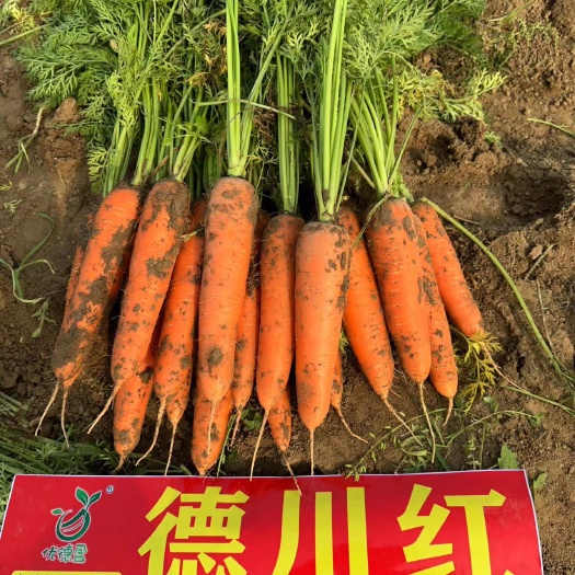 通许县红萝卜