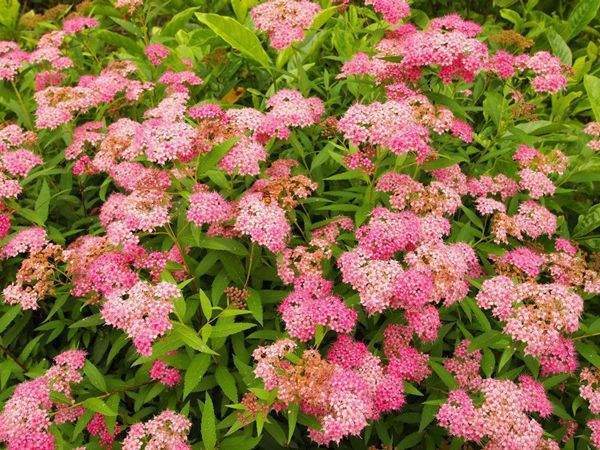 长沙粉花绣线菊