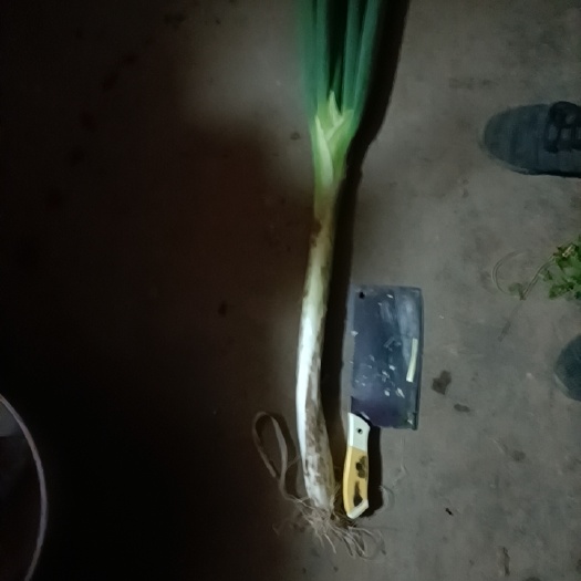 衡水长白大葱