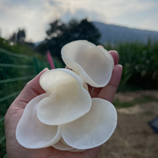 济南玉木耳