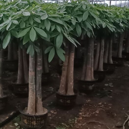 南宁发财树盆栽 发财树