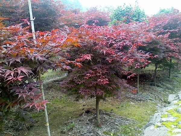 长沙红枫