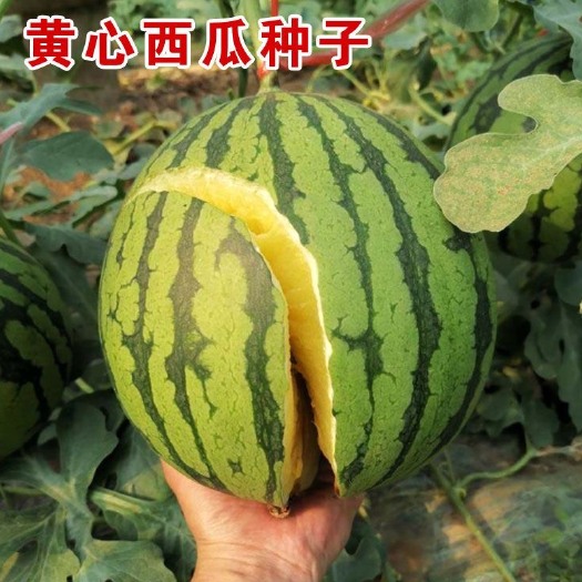 邵东市薄皮高糖黄心西瓜种子超甜早熟黄瓤特小黄心礼品型西瓜种籽四季播