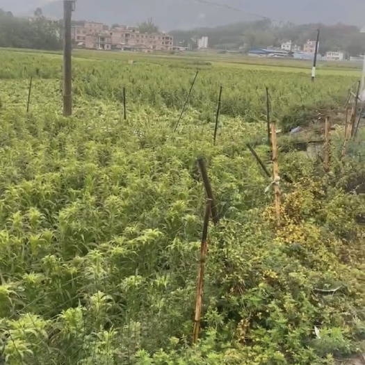 长沙便宜出了