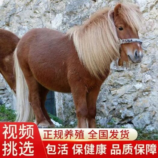 嘉祥县骑乘矮马，观赏矮马，