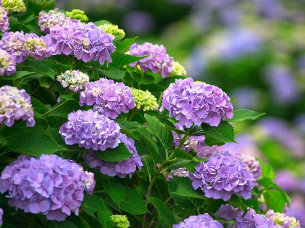 武汉梓阳花