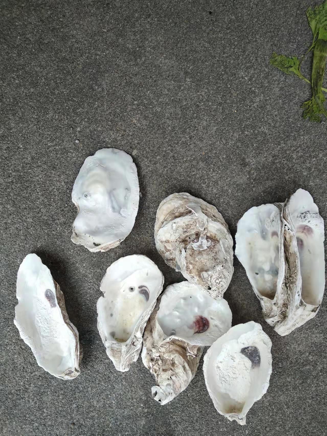 阳江贝壳，生蚝壳，牡蛎壳，鱼池过滤材料