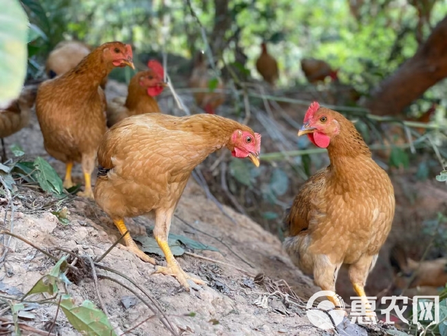 佳节又快到，土鸡大量有，靓价出售灵山香鸡，深山老林放养走地鸡