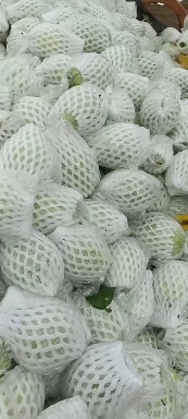 廉江市珍珠番石榴（芭乐）专业代办打包装车发货，质量保证