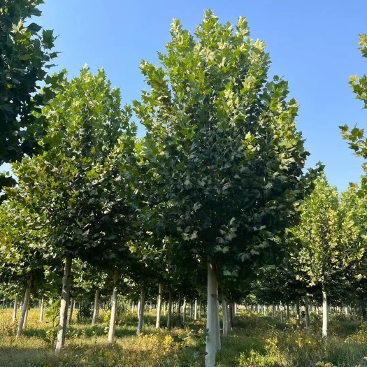 法桐15—20公分，基地直销，行道树，小区，市政工程！