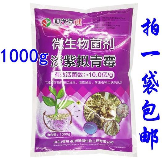 济南淡紫拟青霉滴灌大姜癞皮病淡紫紫孢菌根结线虫根瘤病微生物菌剂肥
