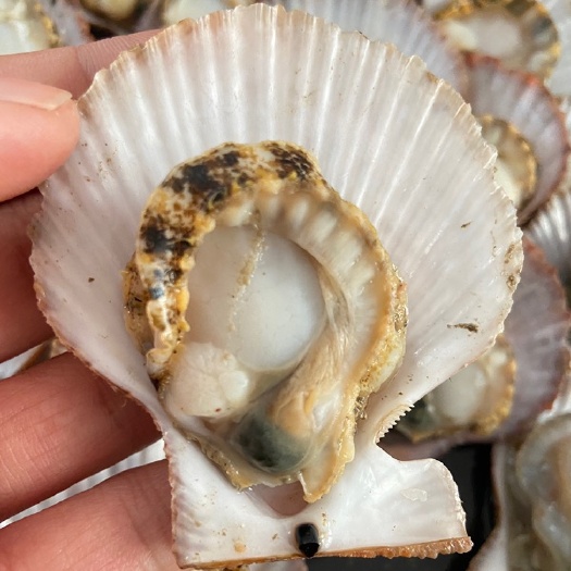 烟台鲜活扇贝