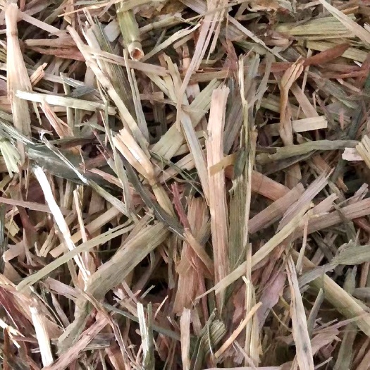 天津澳洲燕麦草wsc指标30
