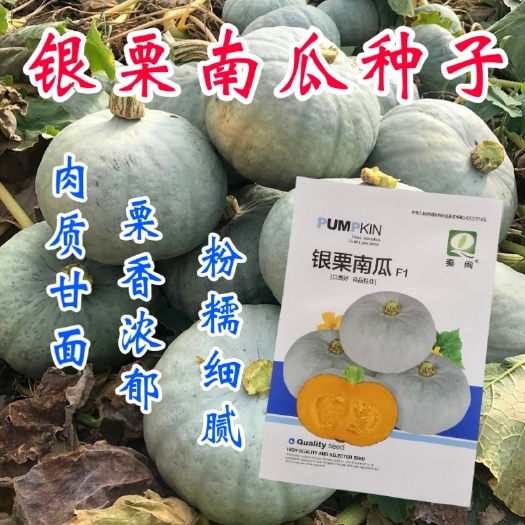 西安银栗南瓜种子南瓜种子香甜粉糯口感好易座果扁圆肉厚