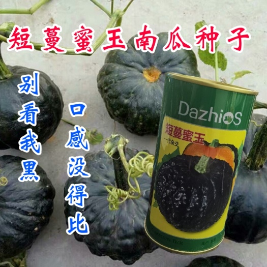 西安日本南瓜种子短蔓蜜玉南瓜种子疙瘩南瓜甜面香糯耐运输