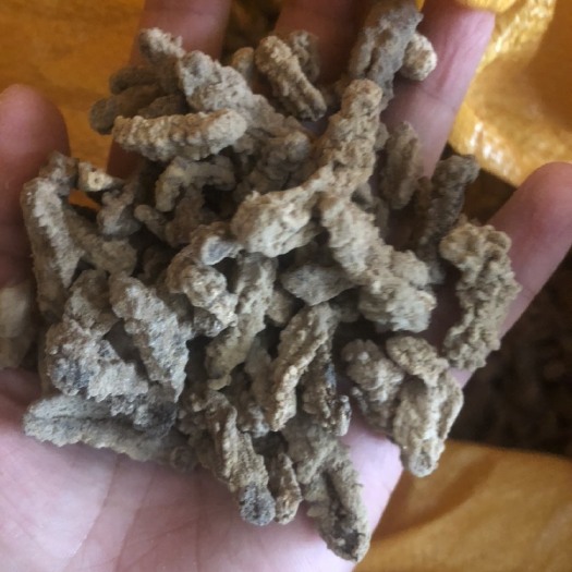 广州小黄玉参 刺黄参 一斤约有900头 泡发后口感爽脆带有韧劲
