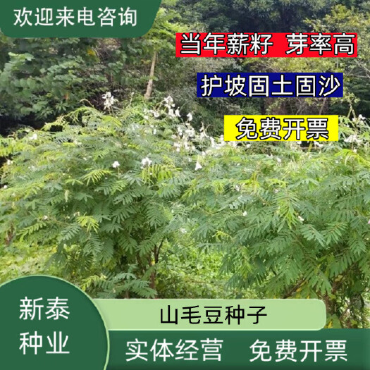 沭阳县山毛豆种子林木种籽白灰毛豆种子短萼灰叶种子四季庭院播护坡固土