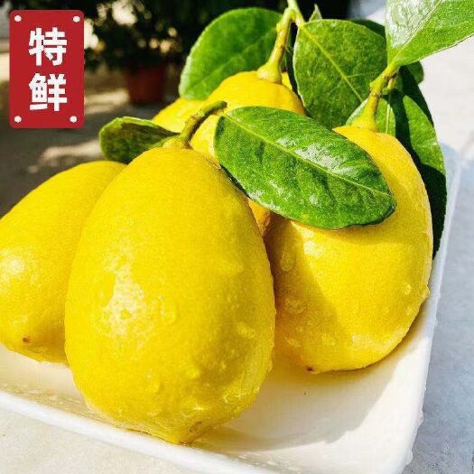 东莞市海南香水无籽黄柠檬新鲜