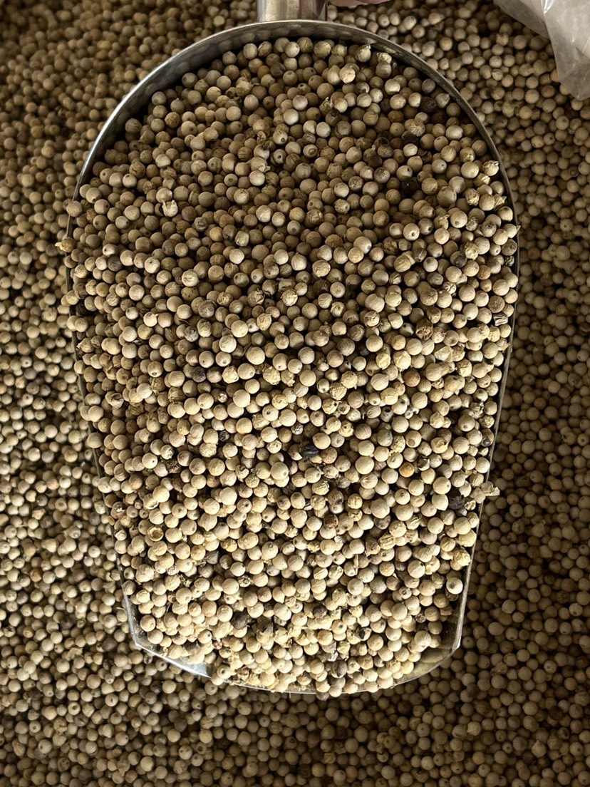 海南白胡椒粒原货足干香料