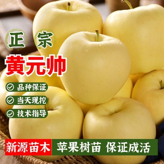 平邑县黄元帅苹果树苗嫁接苗包品种包结果提供技术指导可签合同现挖现发