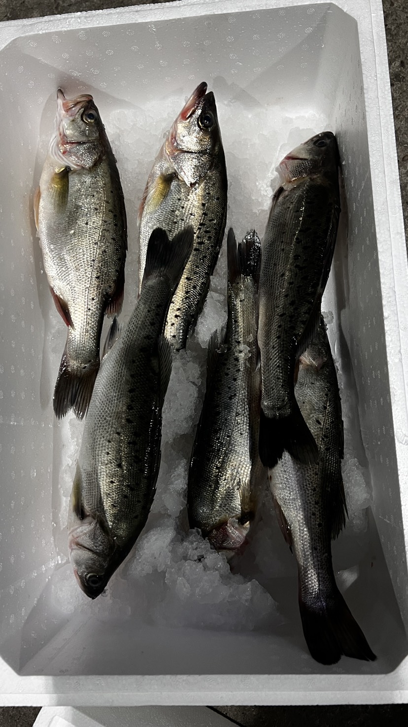 海鲈鱼 处理海鲈鱼 清塘鱼 规格全，品质好