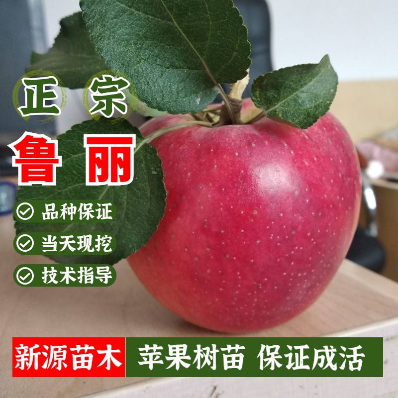平邑县鲁丽苹果树苗嫁接苗包品种包结果提供技术指导可签合同现挖现发