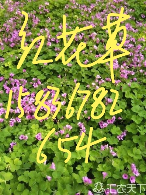 汝南县红花草，红花酢浆草  ，绿化草花，成活率高，耐运输