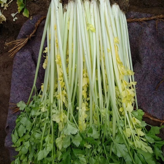 平度市马家沟芹菜