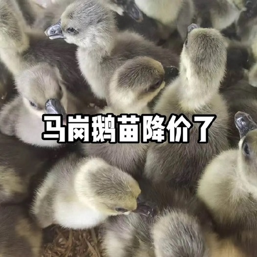 南宁马岗鹅苗降价了