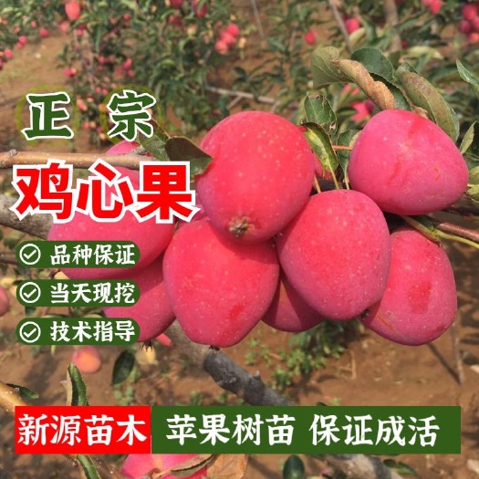 平邑县鸡心果苹果树苗嫁接苗包品种包结果提供技术指导可签合同现挖现发