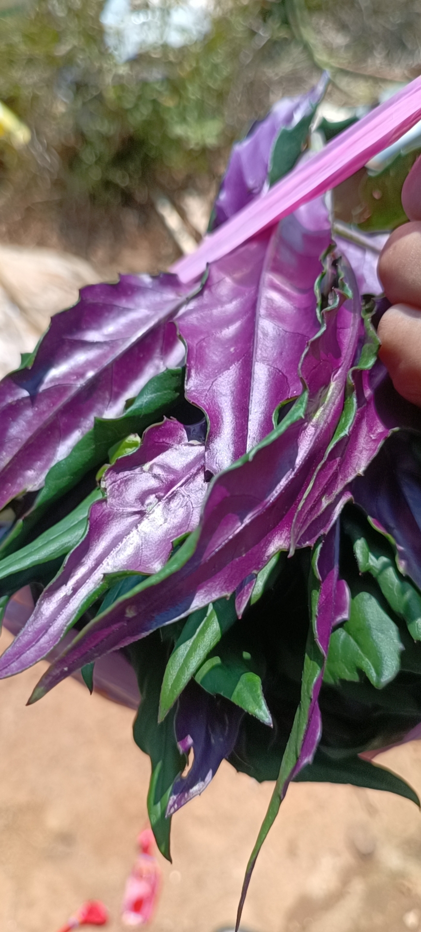 南宁基地紫背菜长年批发供应，欢迎市场对接