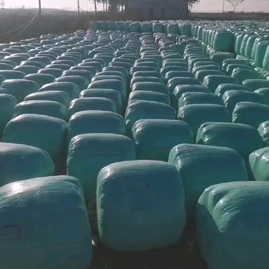 广平县青储秸秆