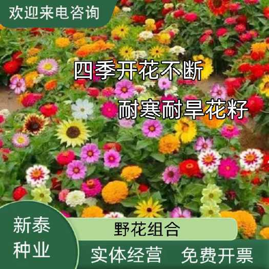 野花组合种子花卉种子四季播种四季开花见土就活庭院绿化