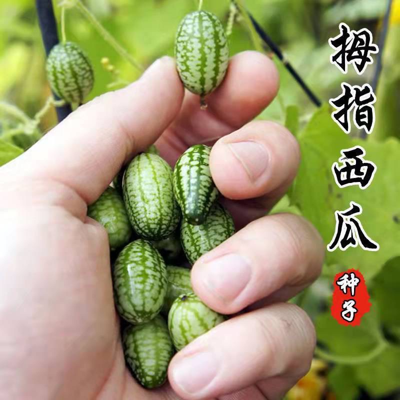 拇指西瓜种子种籽四季母子手指西瓜子水果种庭院阳台盆栽种子