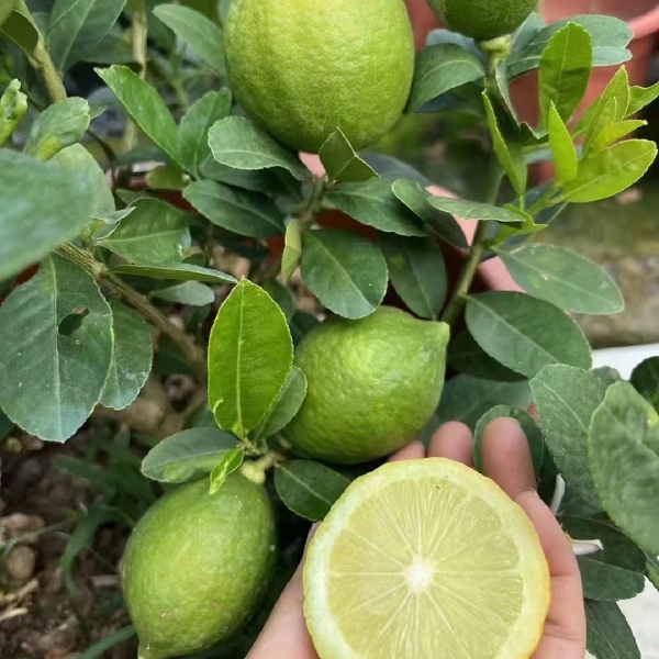 广东香水柠檬苗两年嫁接苗带土球发货可盆栽地栽庭院种植包邮