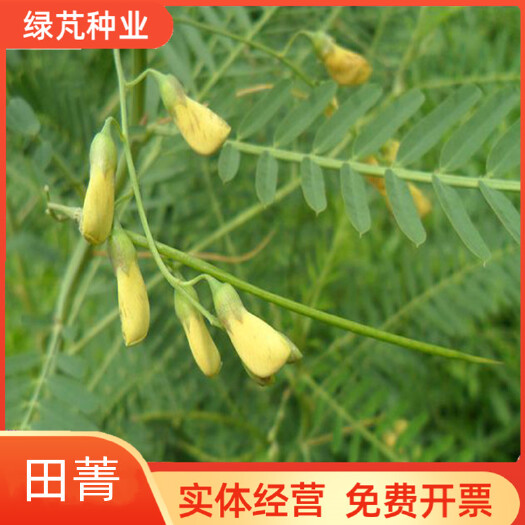 沭阳县田菁种子别名碱菁涝豆耐涝耐旱盐碱土壤改良牧草果园固氮绿肥种籽