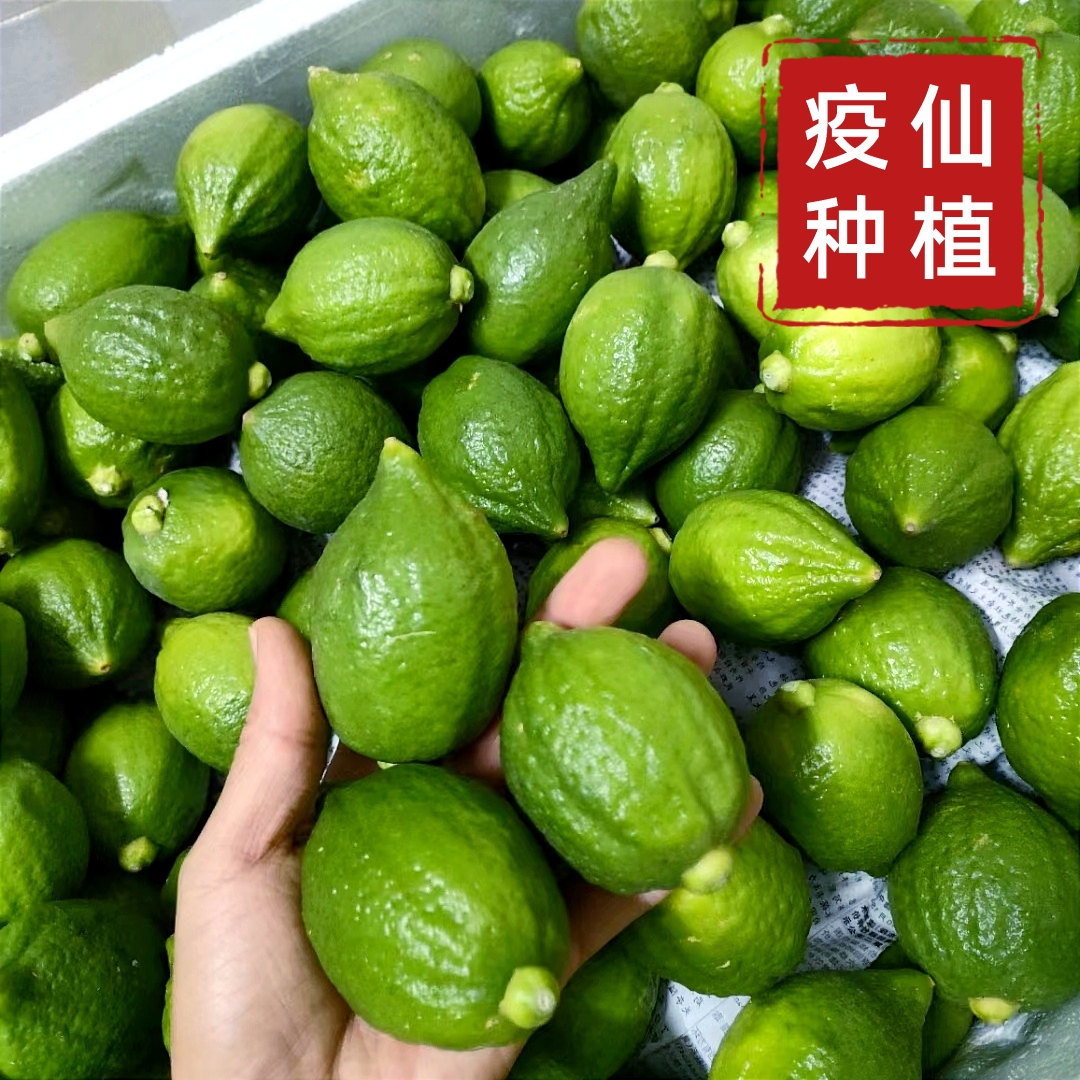 广东香水柠檬