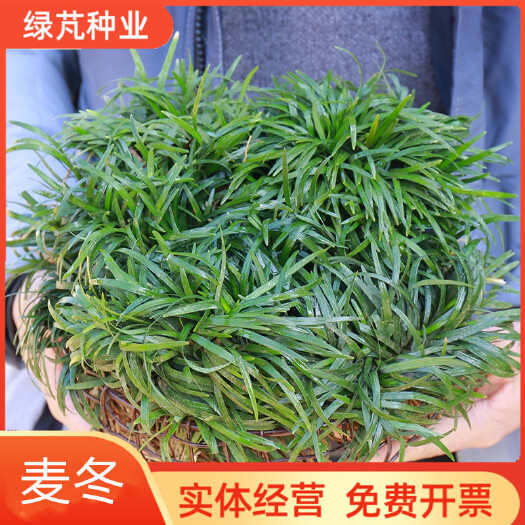 沭阳县麦冬种子新采种子多年生常绿植物耐荫树下种植绿化草