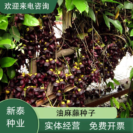 沭阳县新采油麻藤种子牛马藤种子荒山护坡爬藤常绿油麻藤护坡固土