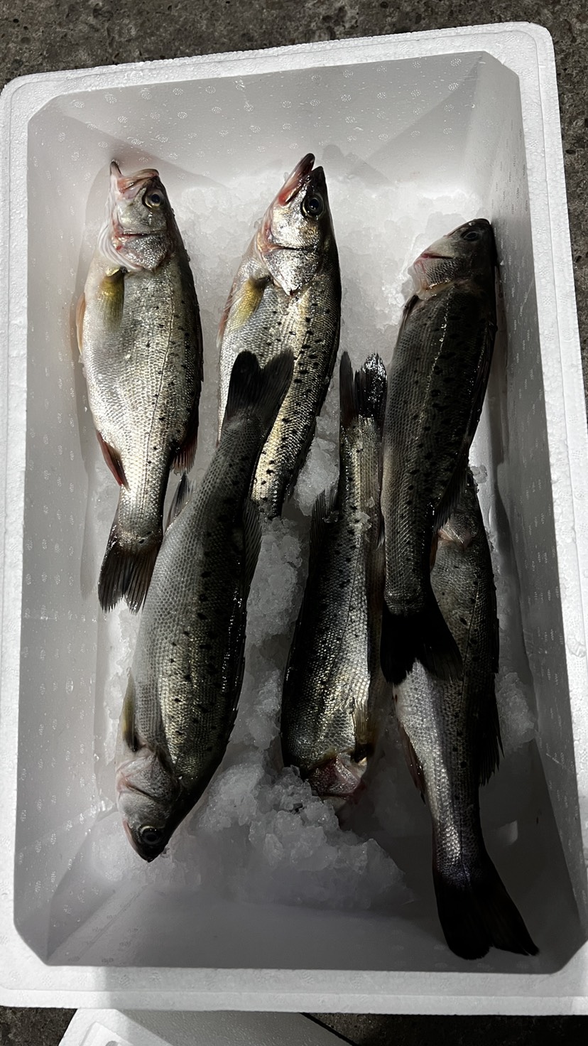 海鲈鱼 处理海鲈鱼 清塘鱼 规格全，品质好