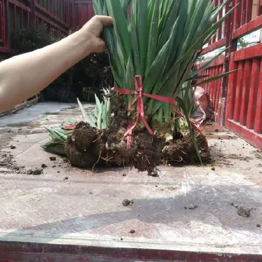 长沙丝兰