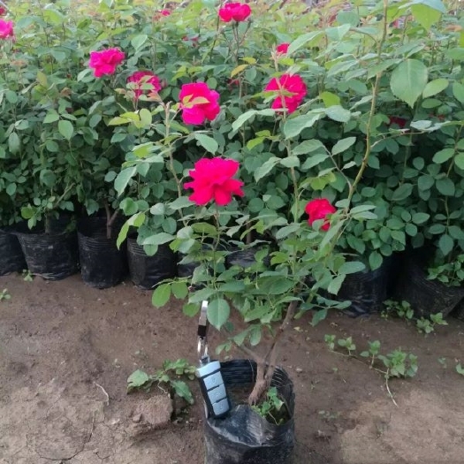 长沙蔷薇花苗