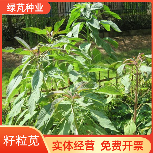 籽粒苋种子优质高蛋白畜禽牧草黑白黄千穗谷鸡鸭鹅苋菜